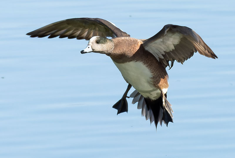 American Wigeon Anas americana 