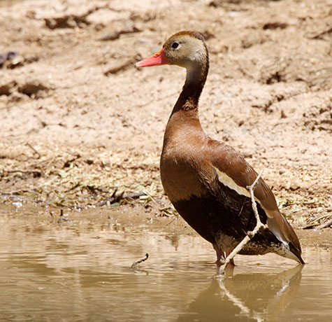 Black-bellied Whistling-Duck Dendrocygna autumnalis 