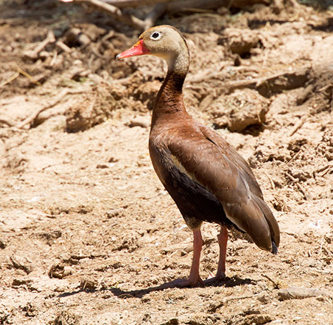 Black-bellied Whistling-Duck Dendrocygna autumnalis 