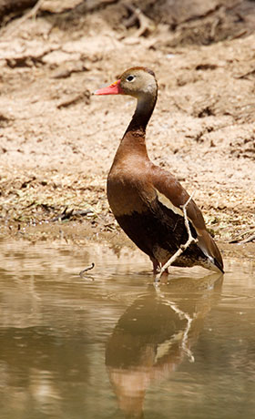 Black-bellied Whistling-Duck Dendrocygna autumnalis 