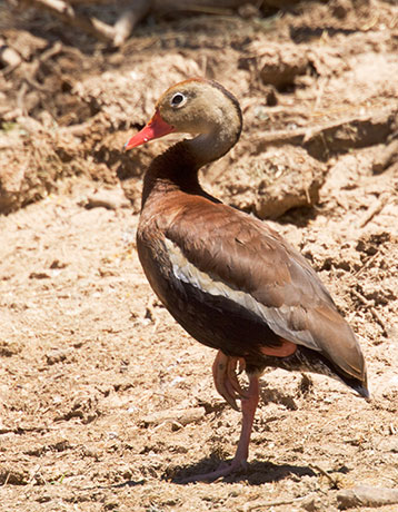 Black-bellied Whistling-Duck Dendrocygna autumnalis 