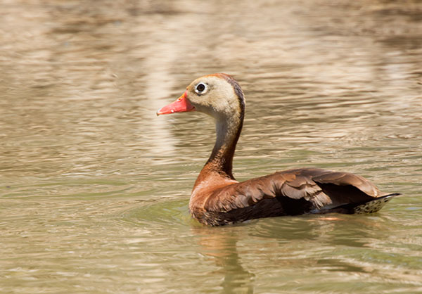 Black-bellied Whistling-Duck Dendrocygna autumnalis 
