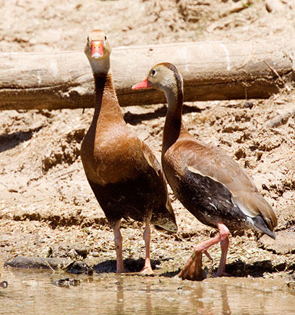 Black-bellied Whistling-Ducks Dendrocygna autumnalis 