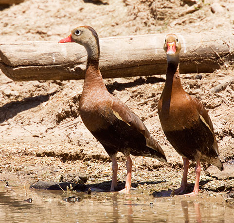 Black-bellied Whistling-Ducks Dendrocygna autumnalis 