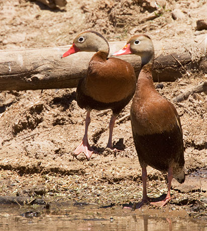 Black-bellied Whistling-Ducks Dendrocygna autumnalis 