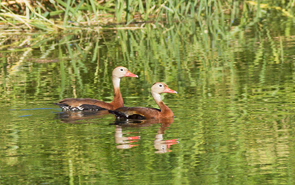 Black-bellied Whistling-Duck Dendrocygna autumnalis 