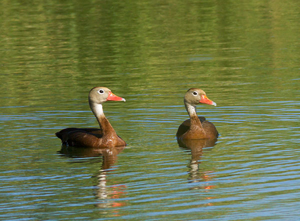 Black-bellied Whistling-Duck Dendrocygna autumnalis 