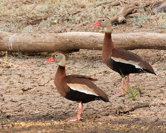 Black-bellied Whistling-Duck Dendrocygna autumnalis 