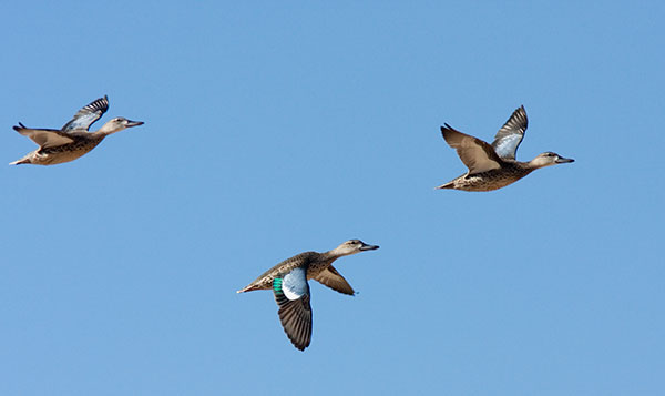 Blue-winged Teal Anas discors in flight flying