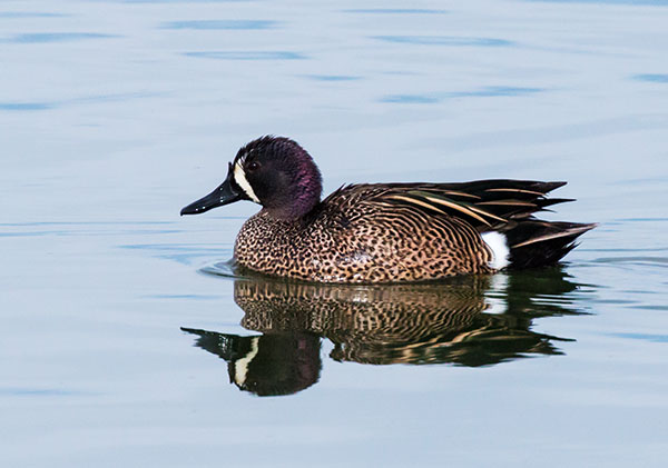 Blue-winged Teal Anas discors 