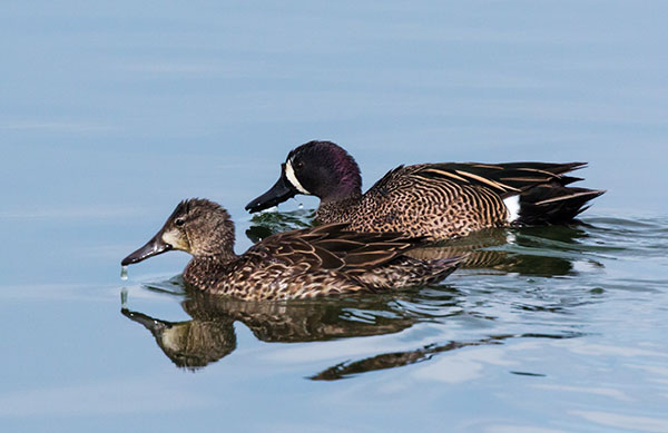 Blue-winged Teal Anas discors 