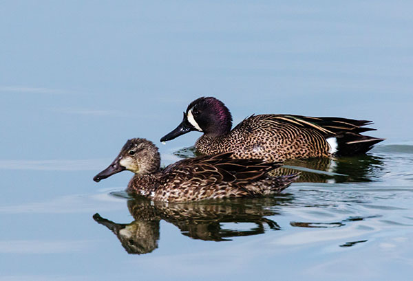 Blue-winged Teal Anas discors 