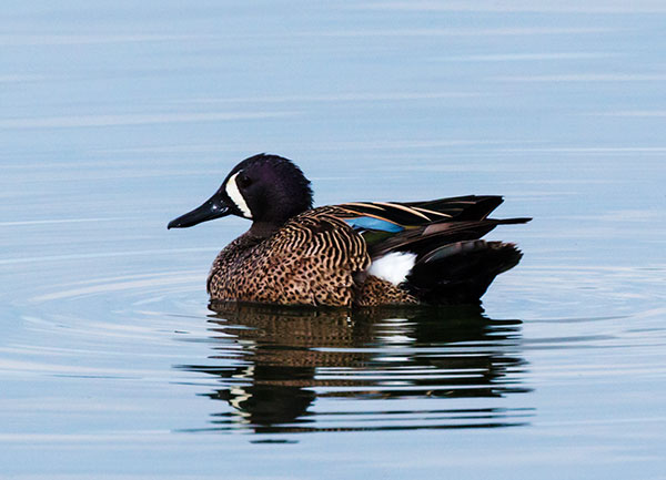 Blue-winged Teal Anas discors 