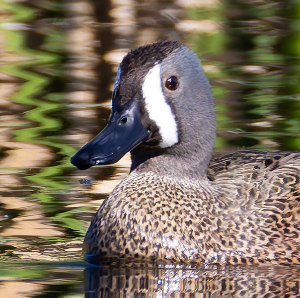 Blue-winged Teal Anas discors 