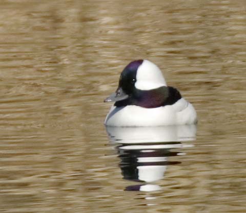 Bufflehead Bucephala albeola 