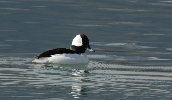 Bufflehead Bucephala albeola 