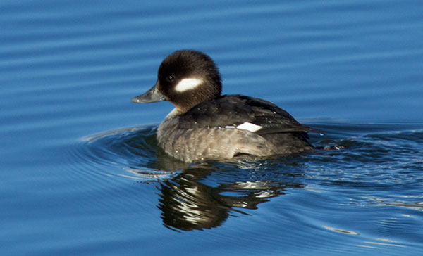 Bufflehead Bucephala albeola 