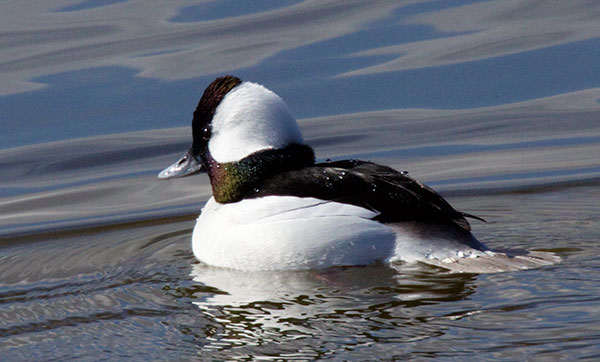 Bufflehead Bucephala albeola 