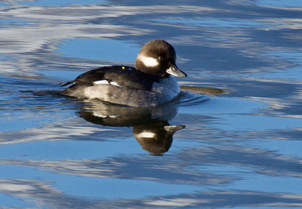 Bufflehead Bucephala albeola 