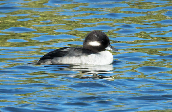 Bufflehead Bucephala albeola 