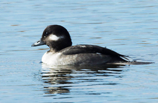 Bufflehead Bucephala albeola 