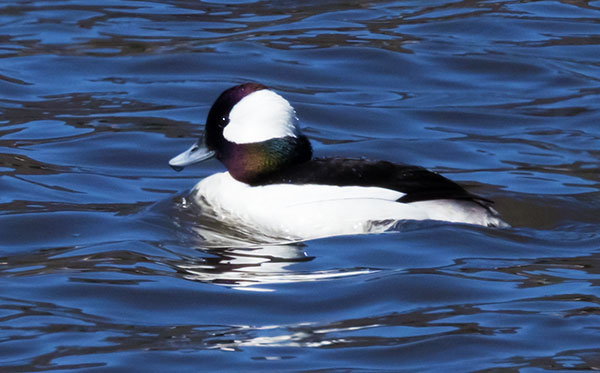 Bufflehead Bucephala albeola 