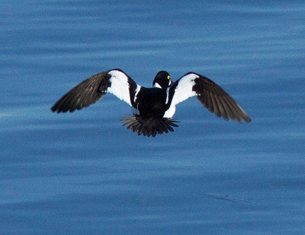 Common Goldeneye Bucephala ciangula 