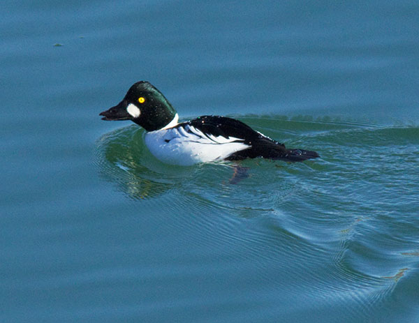 Common Goldeneye Bucephala ciangula 
