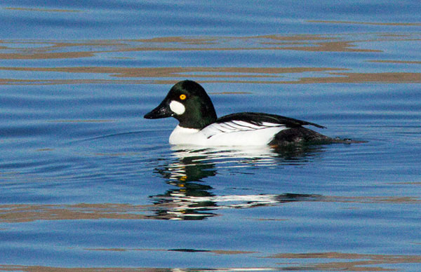 Common Goldeneye Bucephala ciangula 