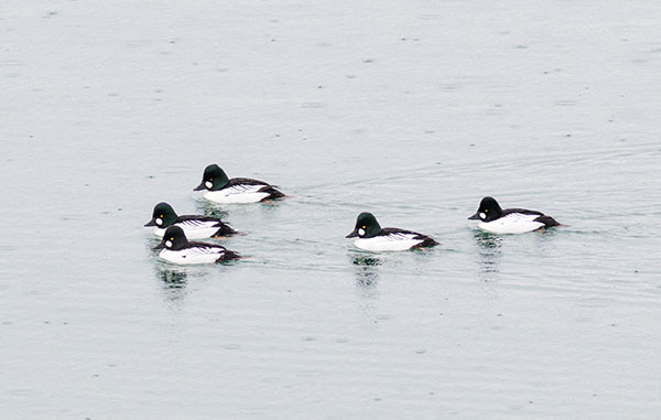 Common Goldeneye Bucephala ciangula 