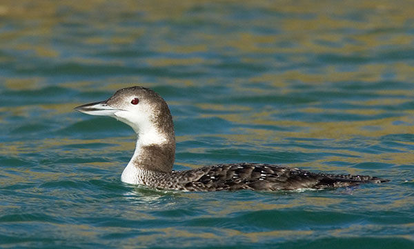 Common Loon Gavia immer 