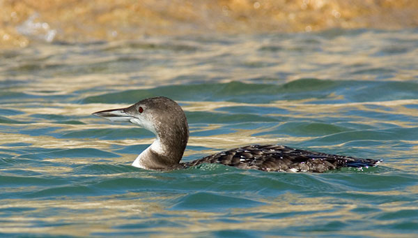 Common Loon Gavia immer 