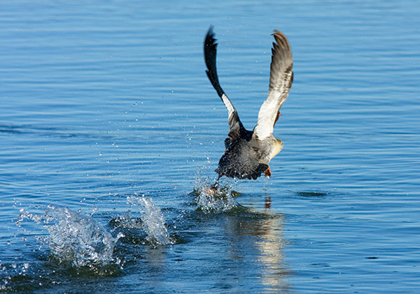 Common Merganser Mergus merganser