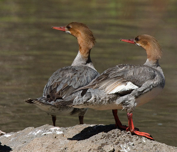 Common Merganser Mergus merganser