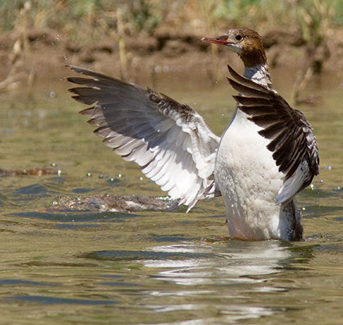 Common Merganser Mergus merganser