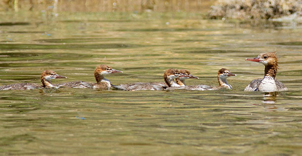 Common Merganser Mergus merganser