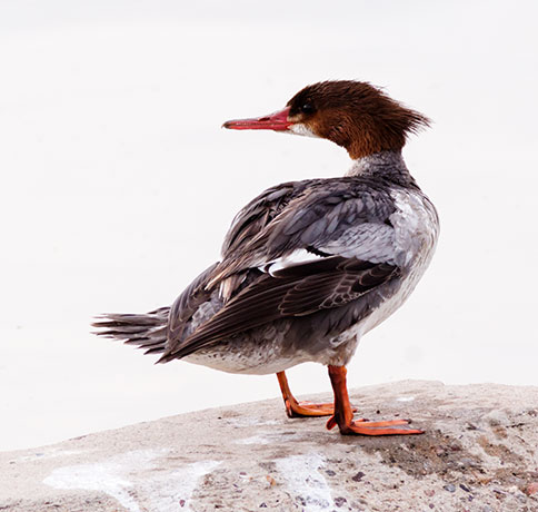 Common Merganser Mergus merganser