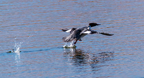 Common Merganser Mergus merganser
