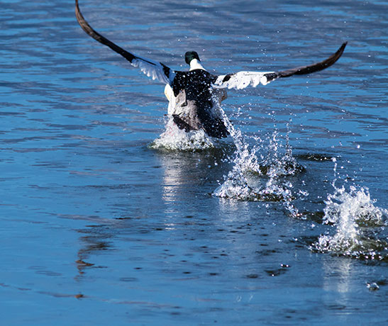 Common Merganser Mergus merganser