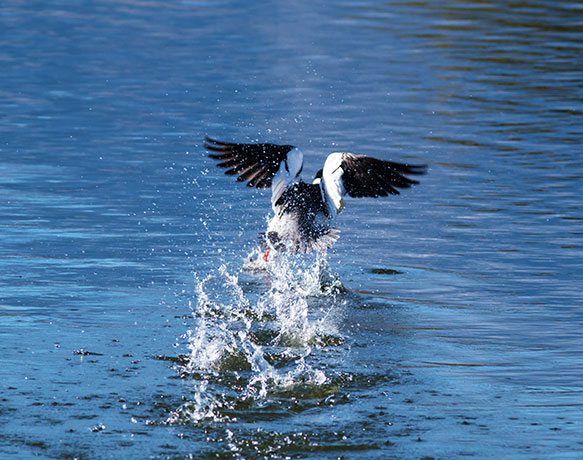 Common Merganser Mergus merganser