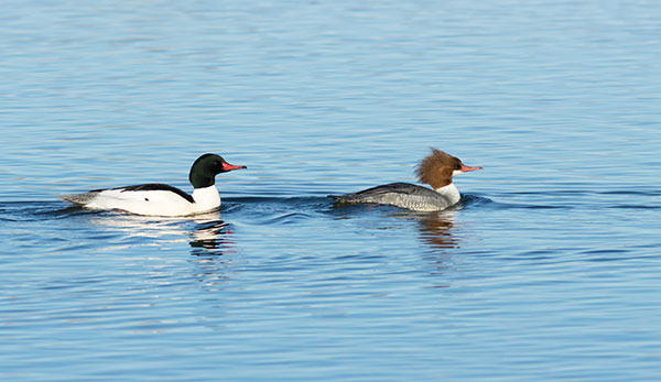 Common Merganser Mergus merganser