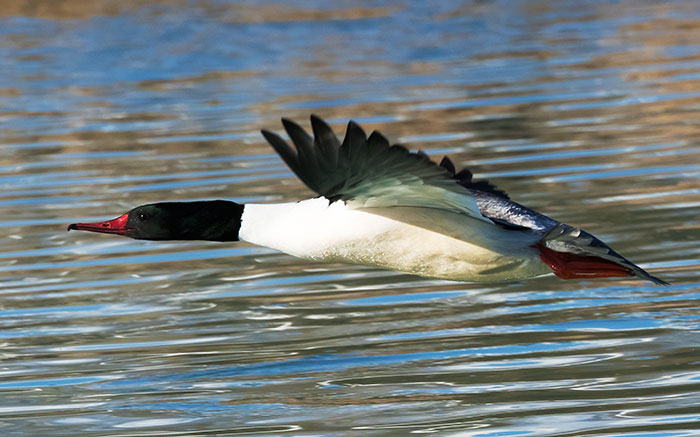 Common Merganser Mergus merganser