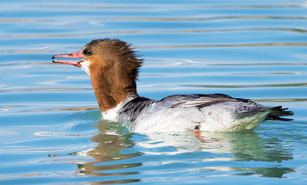 Common Merganser Mergus merganser