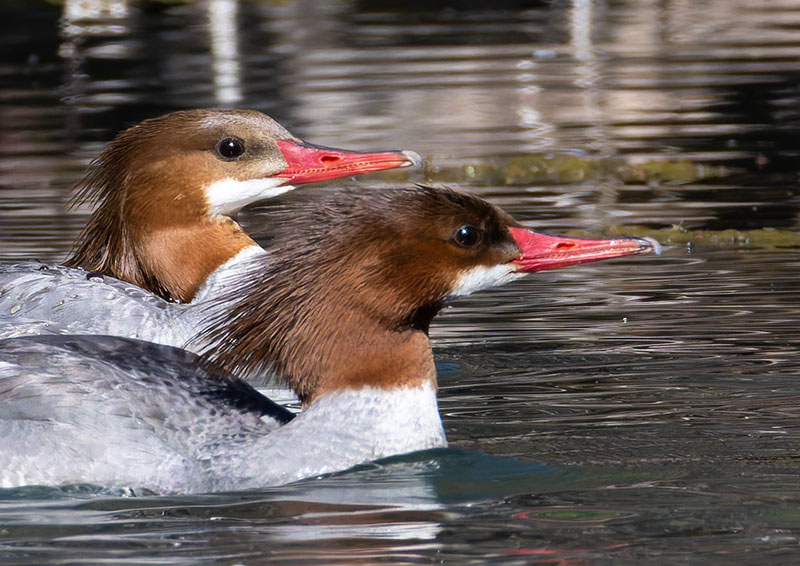 Common Merganser Mergus merganser
