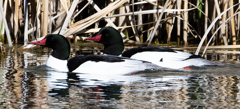 Common Merganser Mergus merganser