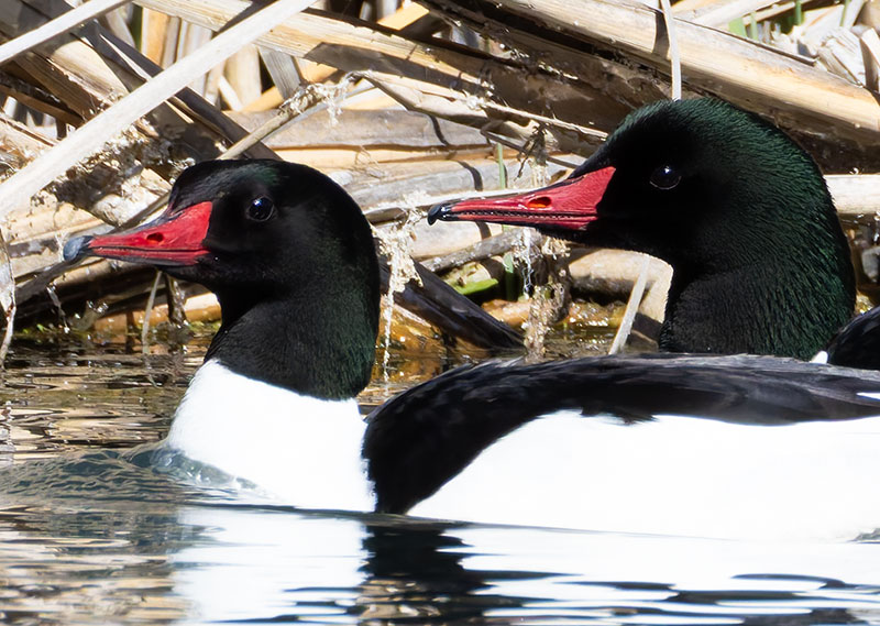 Common Merganser Mergus merganser