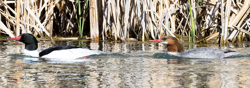 Common Merganser Mergus merganser