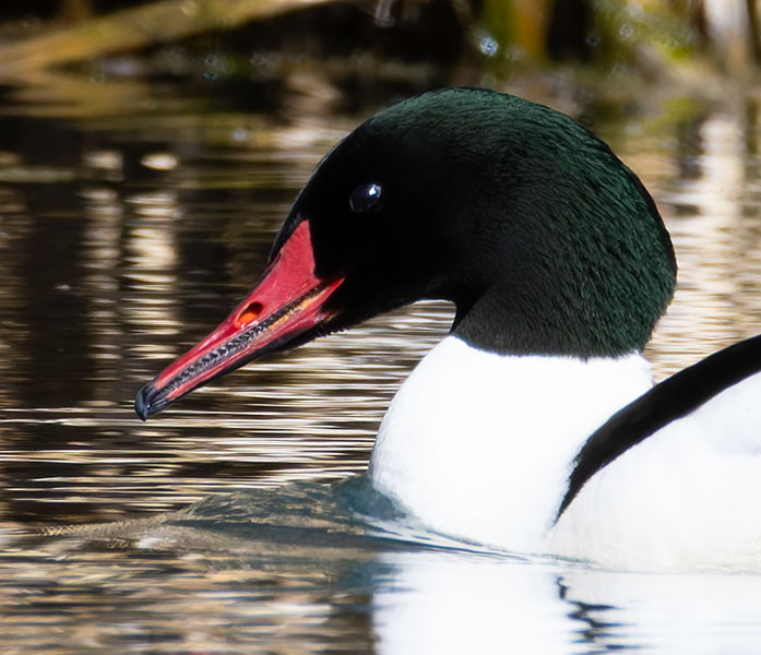 Common Merganser Mergus merganser