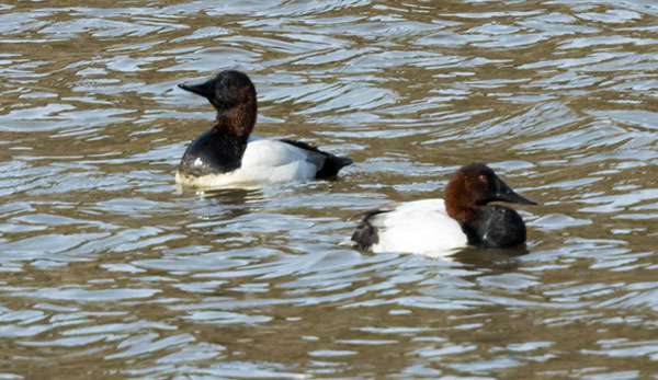 Canvasback Aythya valisineria 
