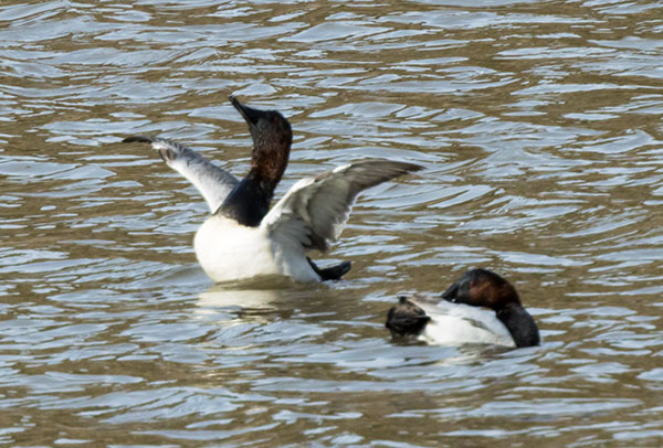 Canvasback Aythya valisineria 